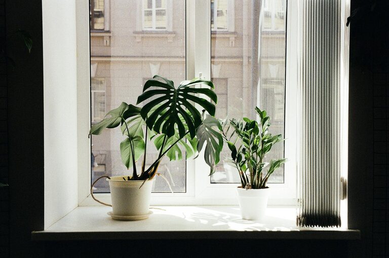 Conseils pratiques pour entretenir les plantes d’intérieur dans un appartement lumineux